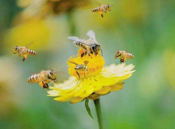 Zwei Bienen sitzen auf einer gelben Blüte, die inmitten von Wildblumen wächst.