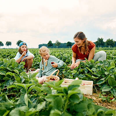 Auf einem weiten Erdbeerfeld hocken eine Frau und zwei Kinder zwischen den grünen Pflanzen und pflücken reife Erdbeeren. Sie füllen die roten Beeren in eine Holzkiste und einen kleinen Korb, ein Kind hält gerade eine Frucht in der Hand.