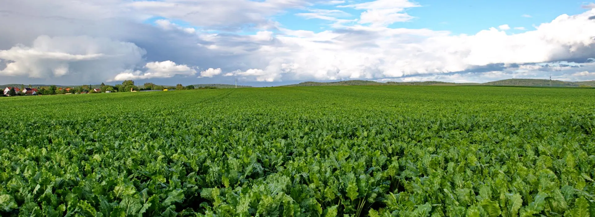 Zuckerrübenfeld mit blauem Himmel, weiter Horizont 