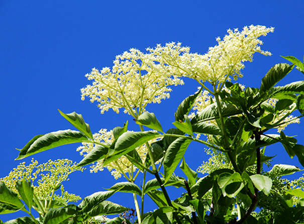 Ein blühender Holunderstrauch zeigt große weiße Dolden vor einem strahlend blauen Himmel. Die filigranen Blüten sitzen an grünen Stielen zwischen kräftigen Blättern, die vom Sonnenlicht durchleuchtet werden