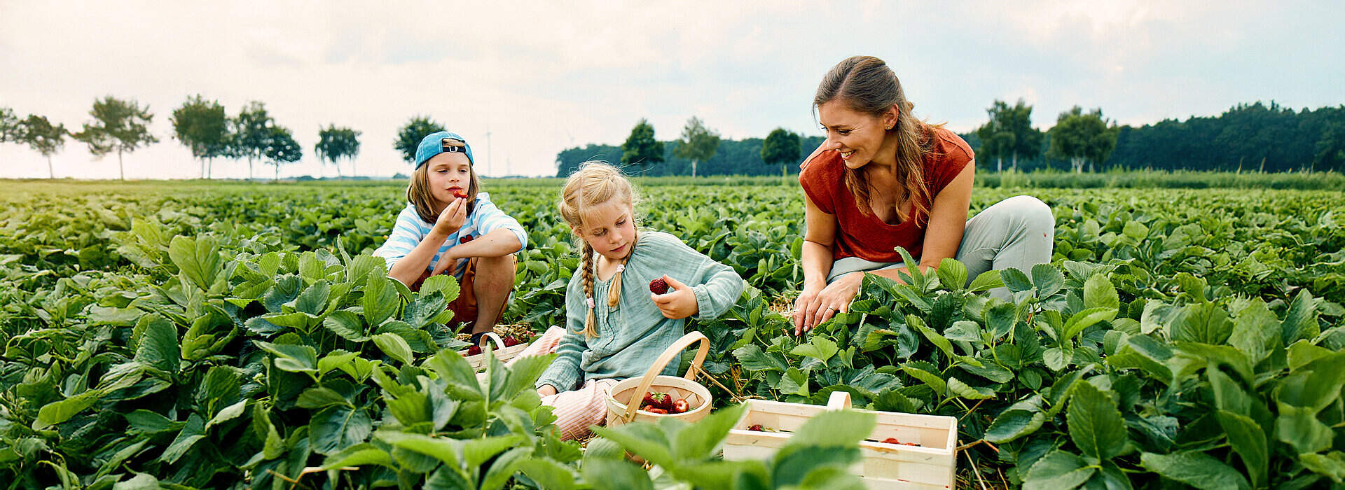 Auf einem weiten Erdbeerfeld hocken eine Frau und zwei Kinder zwischen den grünen Pflanzen und pflücken reife Erdbeeren. Sie füllen die roten Beeren in eine Holzkiste und einen kleinen Korb, ein Kind hält gerade eine Frucht in der Hand.