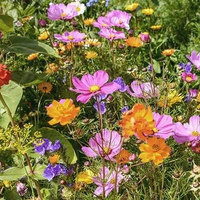 Nahaufnahme verschiedener Wildblumen in pink, rot und orange