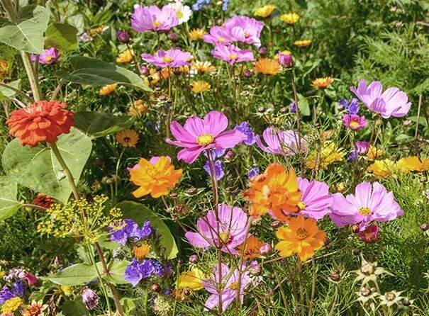 Ein artenreiches Beet mit pinken, orangefarbenen, gelben und violetten Blüten.