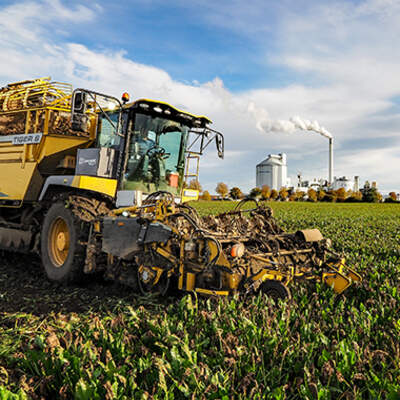 Ein großes Erntegerät hebt Zuckerrüben auf einem Feld, im Hintergrund eine Zuckerfabrik.