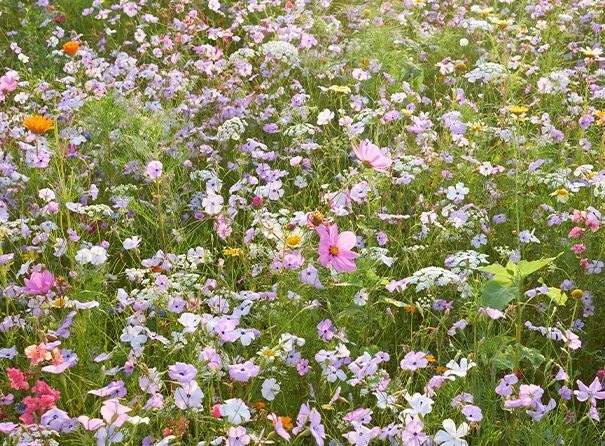 Eine bunte Blumenwiese mit rosa und violetten Blüten erstreckt sich entlang eines Pfades.