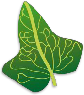 Efeublatt