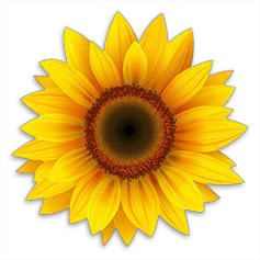 Sonnenblume