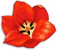 Tulpe