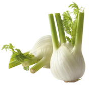Fenchel