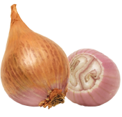 Schalotte
