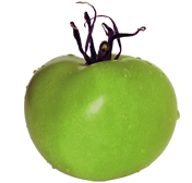Tomate-gruen