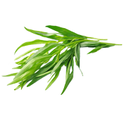Estragon