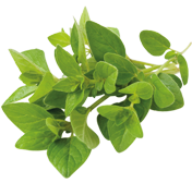 Oregano