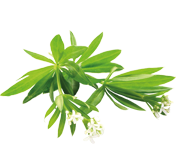 Waldmeister