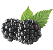 Brombeere