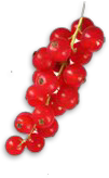 Johannisbeere_rot