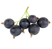 Jostabeere