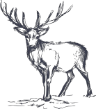 Hirsch
