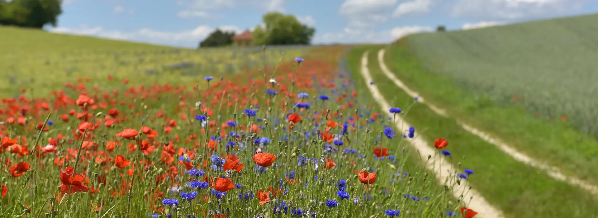 Wiesenweg mit hohem Gras und vielen bunten Blumen